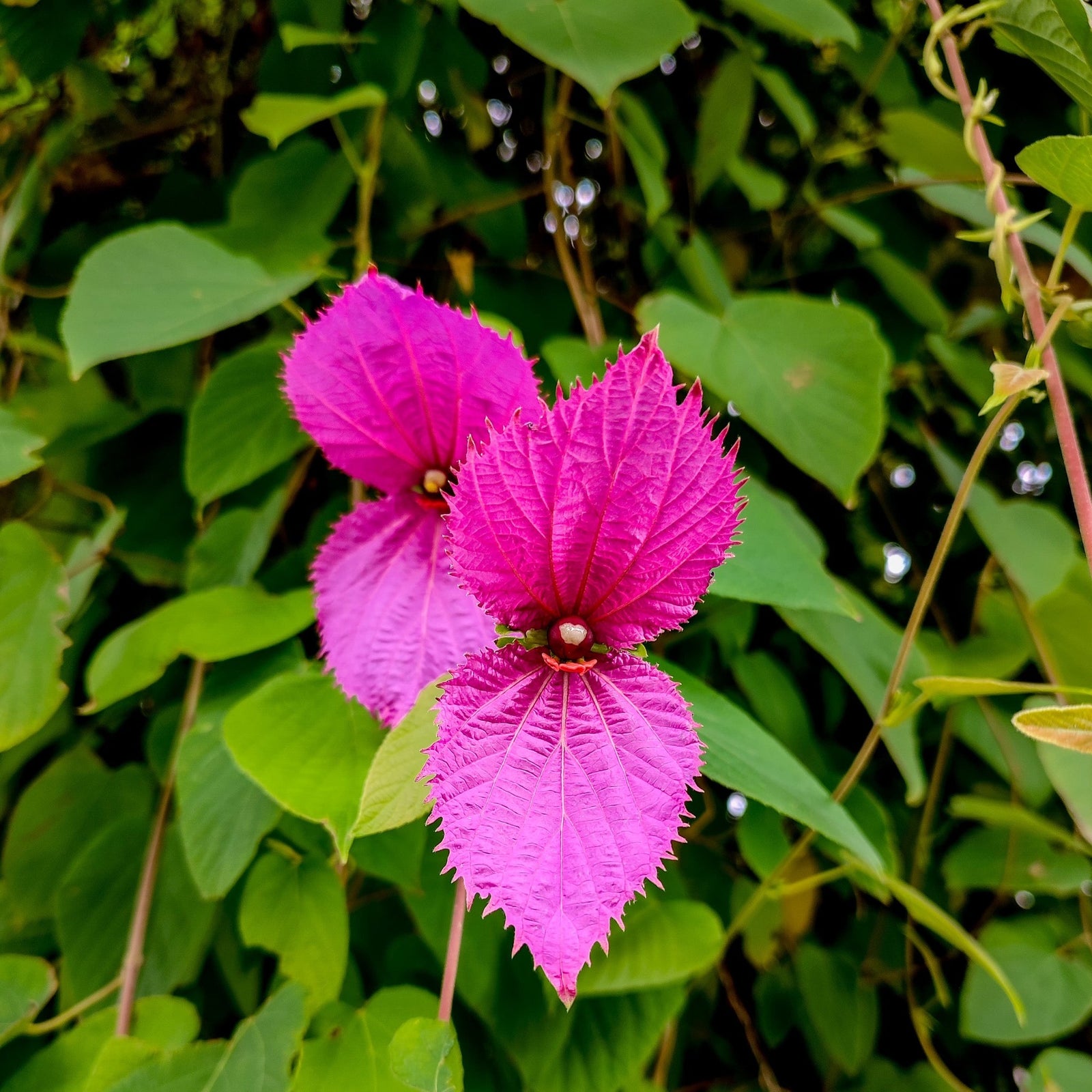 Purple Wings Vine (Dalechampia aristolochiifolia) - Ladybird Nursery