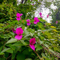 Purple Wings Vine (Dalechampia aristolochiifolia) - Ladybird Nursery