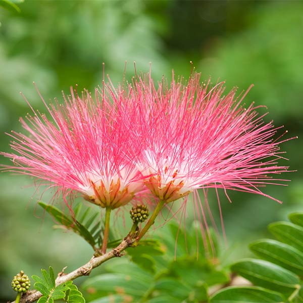 Silk Tree Pink (Albizia julibrissin)
