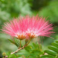 Silk Tree Pink (Albizia julibrissin)