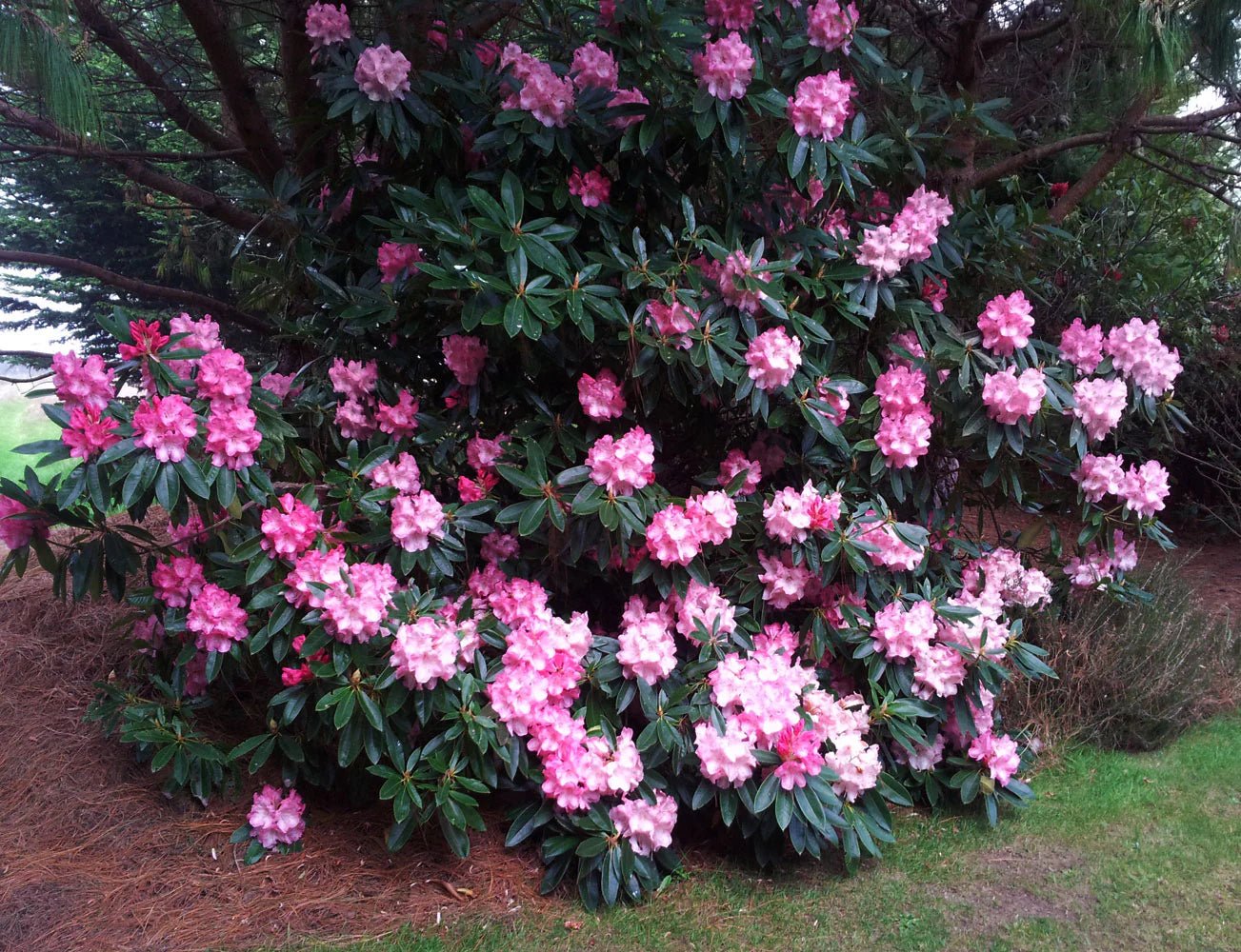 Rhododendron Dame Nellie Melba - Ladybird Nursery