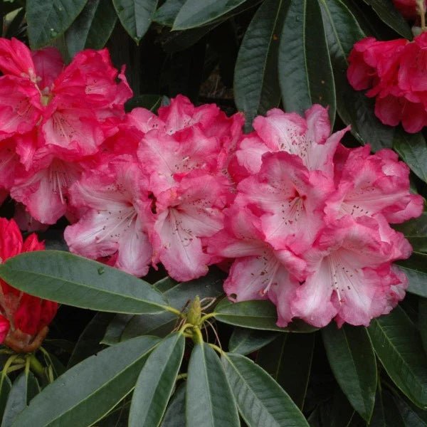 Rhododendron Dame Nellie Melba - Ladybird Nursery