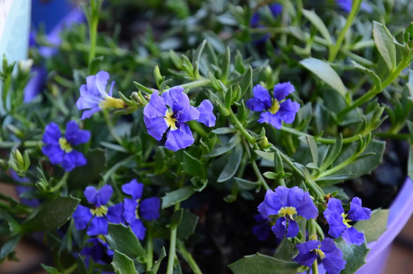 Dampiera diversifolia