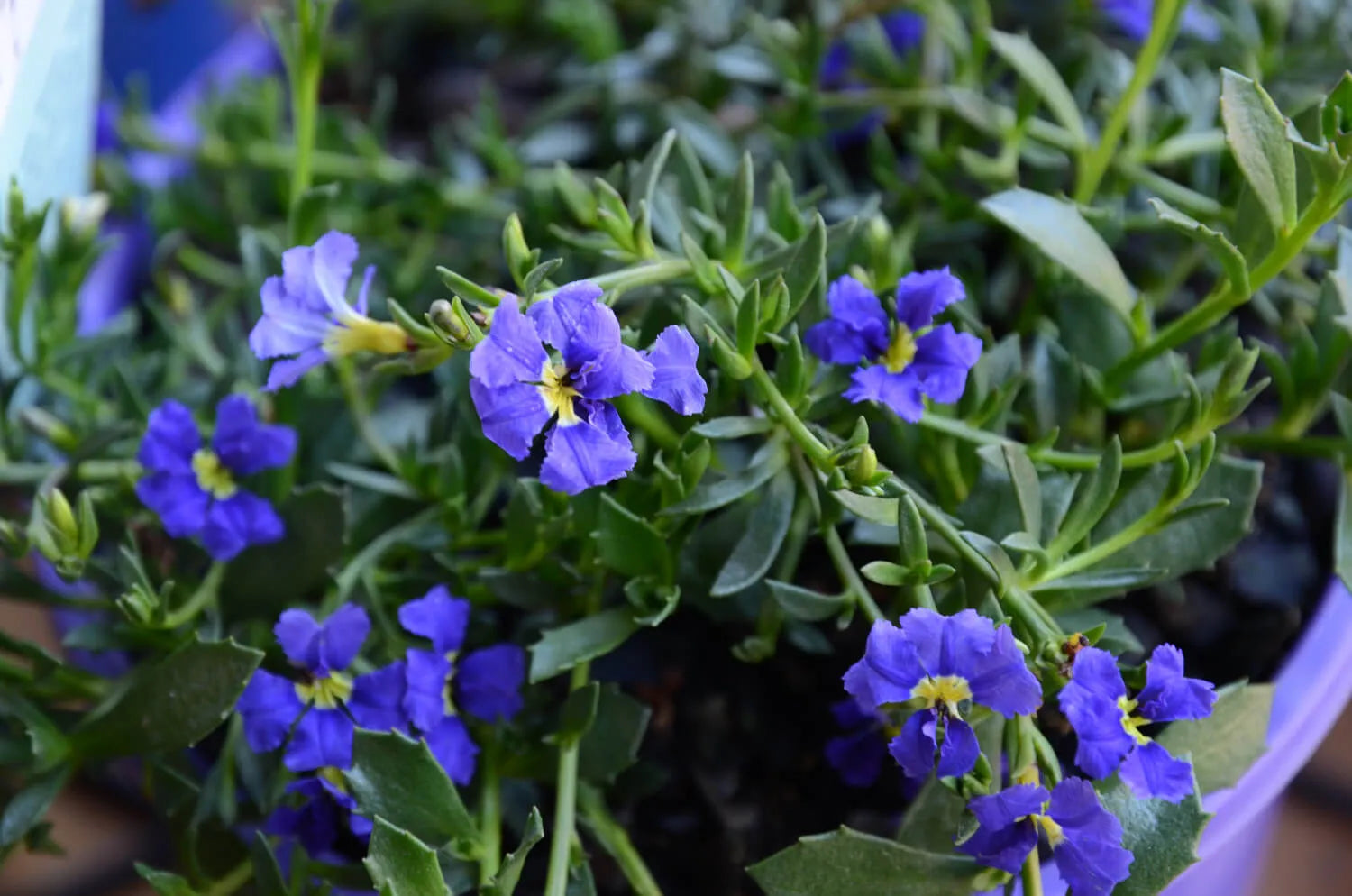 Dampiera diversifolia