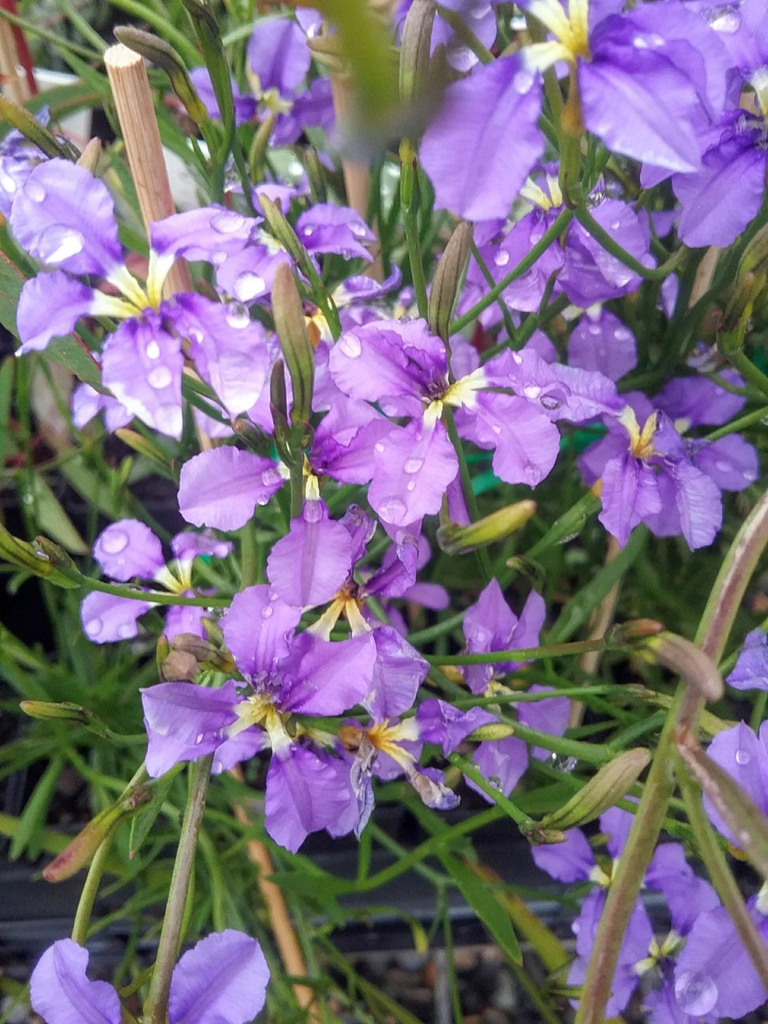 Dampiera Pink (Dampiera trigona) - Ladybird Nursery