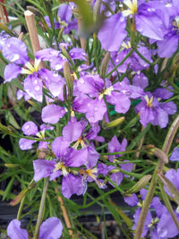 Dampiera Pink (Dampiera trigona)