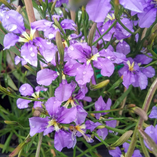 Dampiera Pink (Dampiera trigona) - Ladybird Nursery