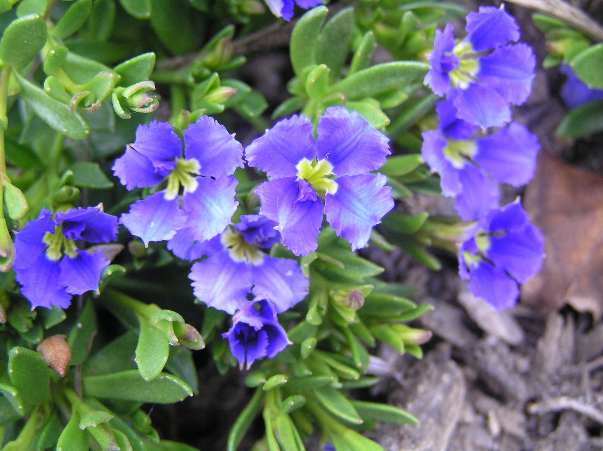 Dampiera diversifolia