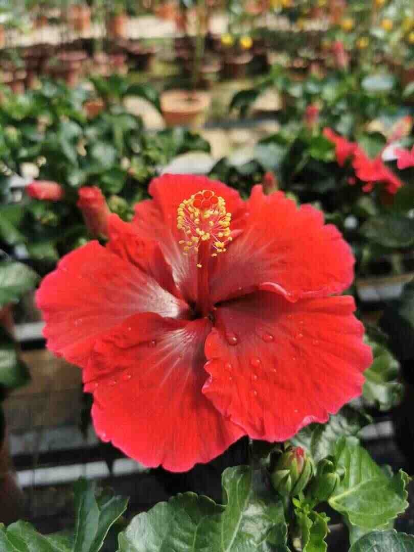 Hibiscus Flamenco™ Dark Graces - Ladybird Nursery