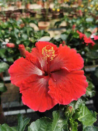 Hibiscus Flamenco™ Dark Graces - Ladybird Nursery