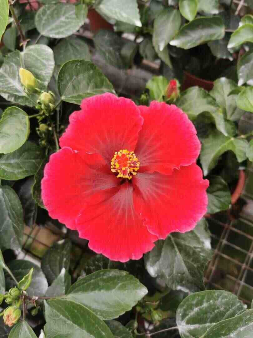 Hibiscus Flamenco™ Dark Graces - Ladybird Nursery