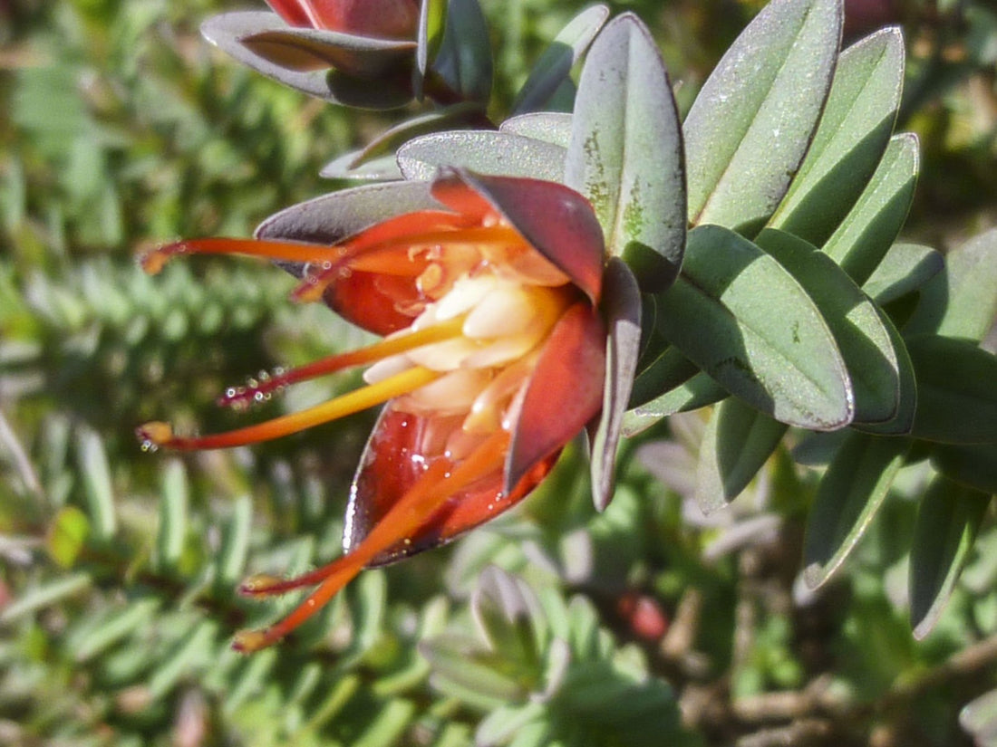 Darwinia citriodora - Ladybird Nursery