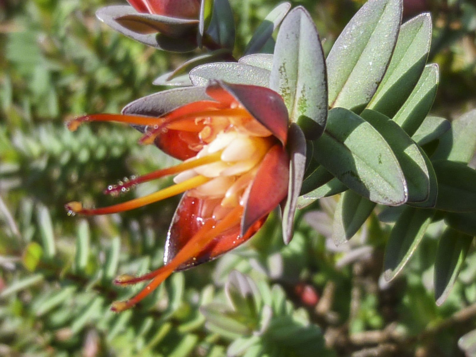 Darwinia citriodora - Ladybird Nursery