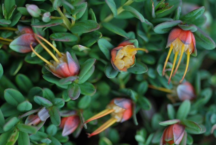 Darwinia citriodora