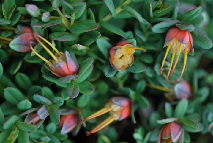 Darwinia citriodora - Ladybird Nursery