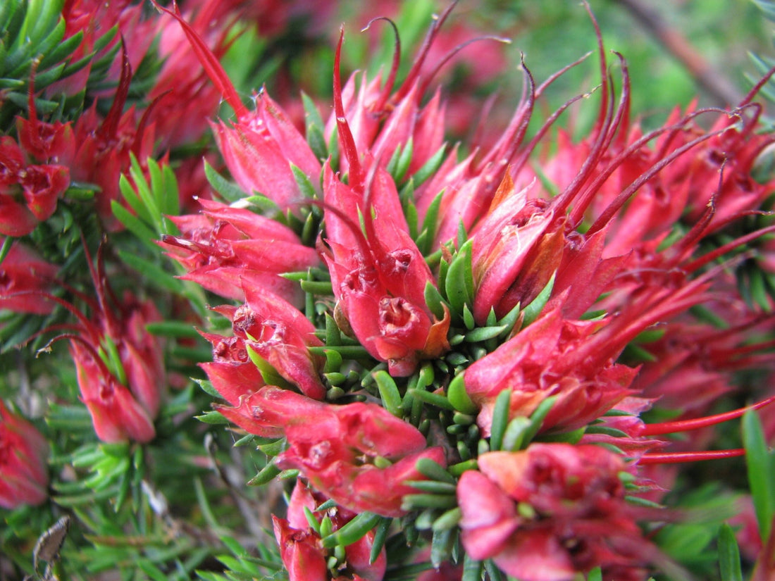 Darwinia grandiflora - Ladybird Nursery