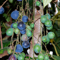 Davidson Plum (NSW form)