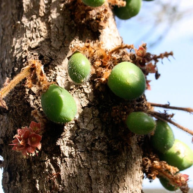 Davidson’s Plum - NSW Form (Davidsonia jerseyana) - Ladybird Nursery