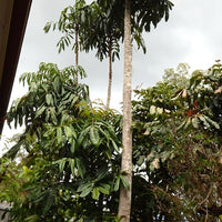 Davidson’s Plum - QLD Form (Davidsonia pruriens)