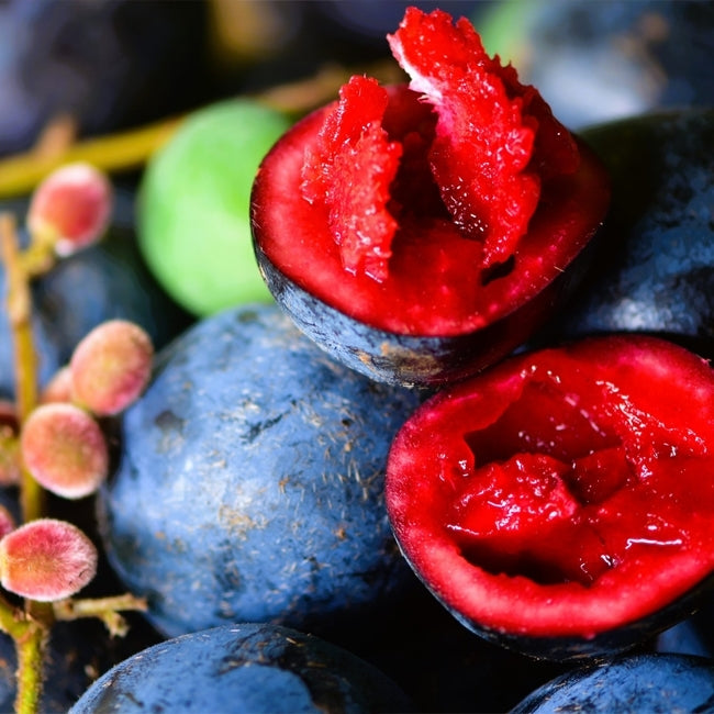 Davidsons Plum (QLD Form)