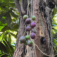 Davidson’s Plum ‘Smooth’ - (Davidsonia johnsonii)