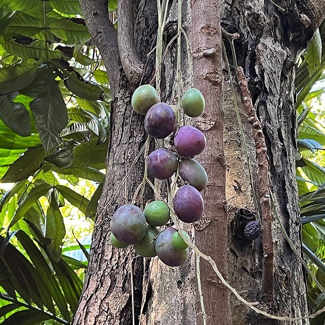 Davidson’s Plum ‘Smooth’ - (Davidsonia johnsonii) - Ladybird Nursery