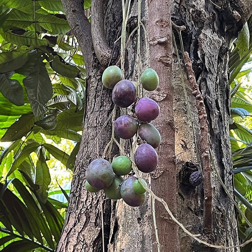 Davidson’s Plum ‘Smooth’ - (Davidsonia johnsonii) - Ladybird Nursery