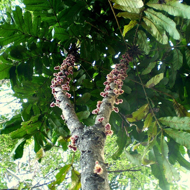 Davidsons Plum Smooth