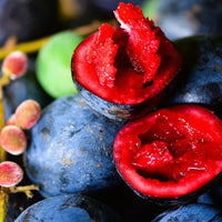 Davidson’s Plum ‘Smooth’ - (Davidsonia johnsonii) - Ladybird Nursery