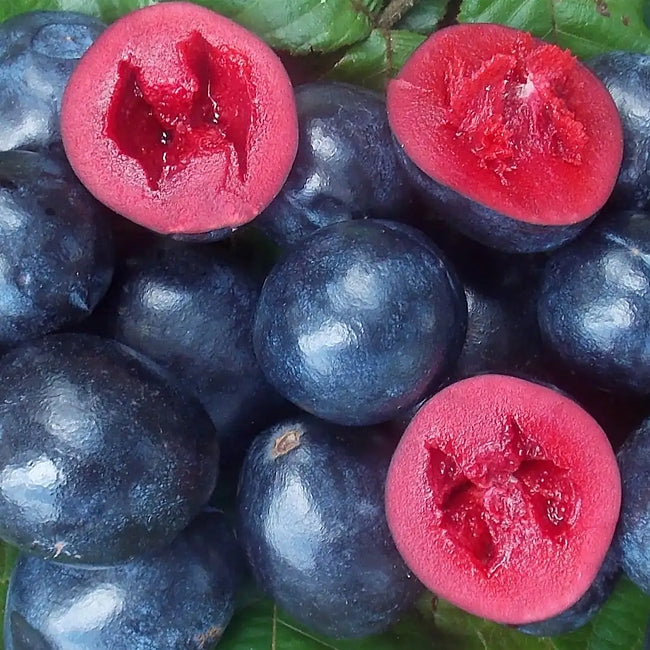 Davidson’s Plum ‘Smooth’ - (Davidsonia johnsonii)