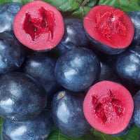 Davidson’s Plum ‘Smooth’ - (Davidsonia johnsonii)