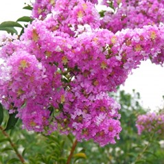 Crepe Myrtle Tree Form x fauriei Lipan (Lagerstroemia indica)