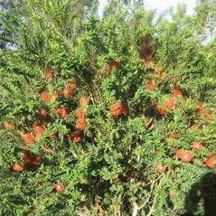 Hillock Bush Ulladulla Beacon (Melaleuca hypericifolia)