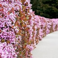 Rhaphiolepis Apple Blossom