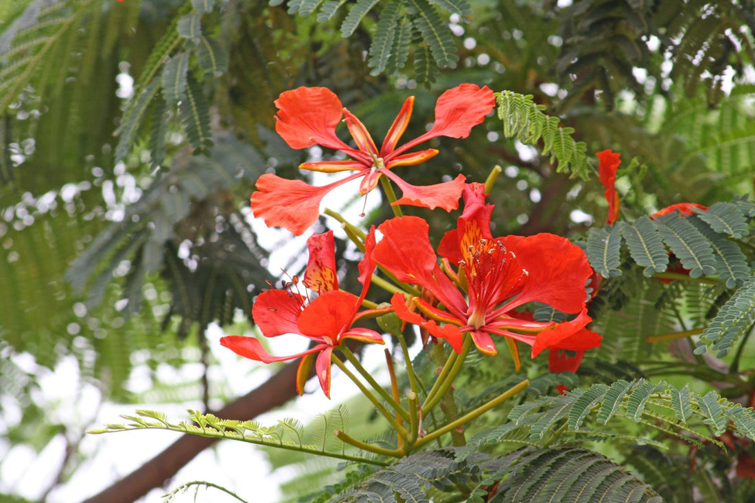 Delonix regia - Ladybird Nursery