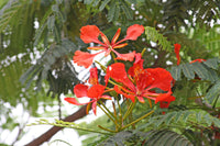 Delonix regia