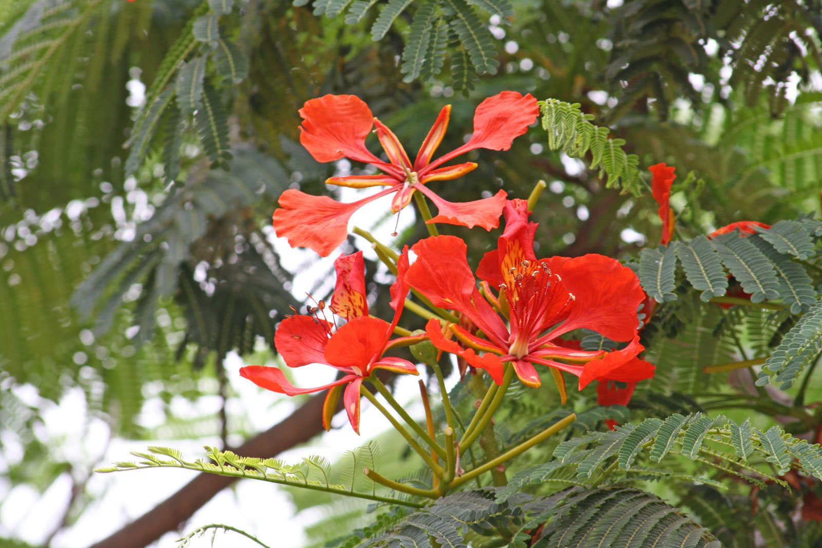 Delonix regia - Ladybird Nursery