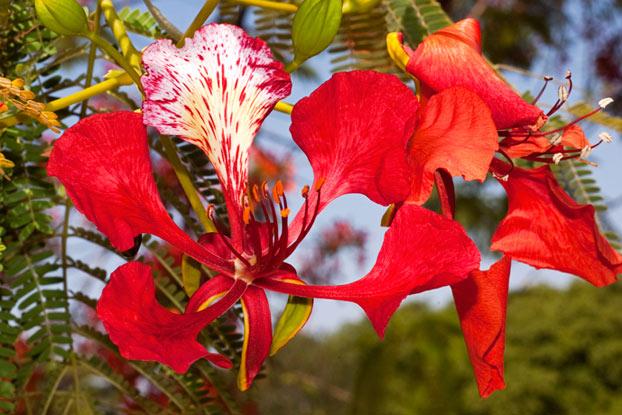 Delonix regia - Ladybird Nursery