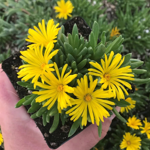 Ice Plant Yellow (Mesembryanthemum spp) - Ladybird Nursery