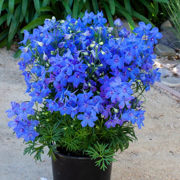 Delphinium grandiflorum 'Hunky Dory Blue' - Ladybird Nursery