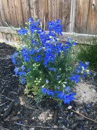 Delphinium grandiflorum 'Hunky Dory Blue' - Ladybird Nursery