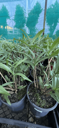 Native Orchid Dendrobium - Ladybird Nursery