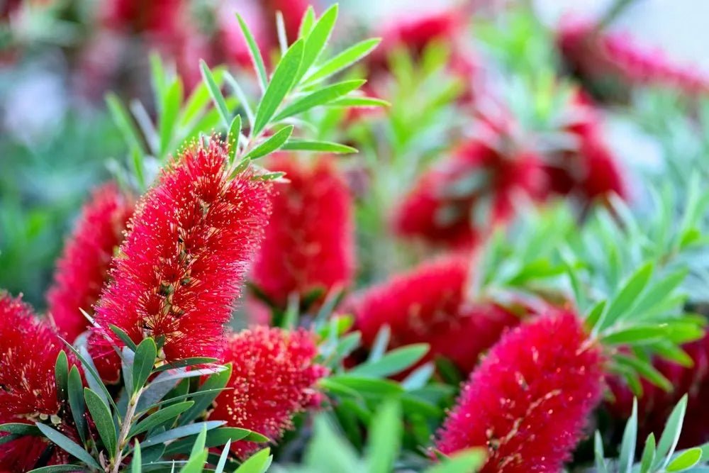 Weeping Bottlebrush Wildfire (Callistemon viminalis) - Ladybird Nursery