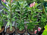 White Siam Princess (Euphorbia Siam) - Ladybird Nursery