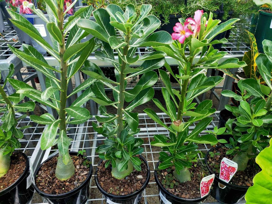 Desert Roses Plant – Buy Now! – Ladybird Nursery