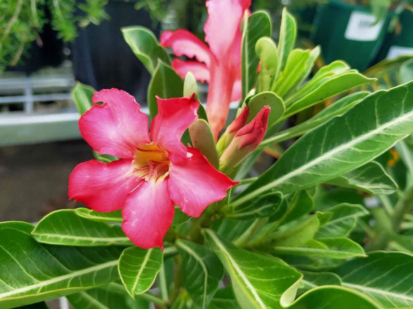 Desert Roses Plant – Buy Now! – Ladybird Nursery