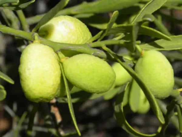 Desert Lime (QLD Only)