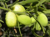Desert Lime (QLD Only) - Ladybird Nursery