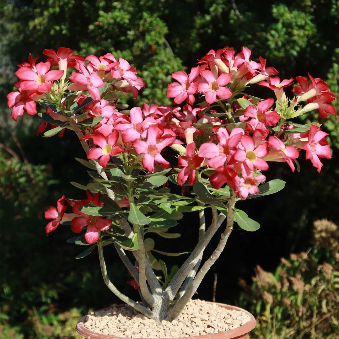 Desert Rose (Adenium obesum) - Ladybird Nursery
