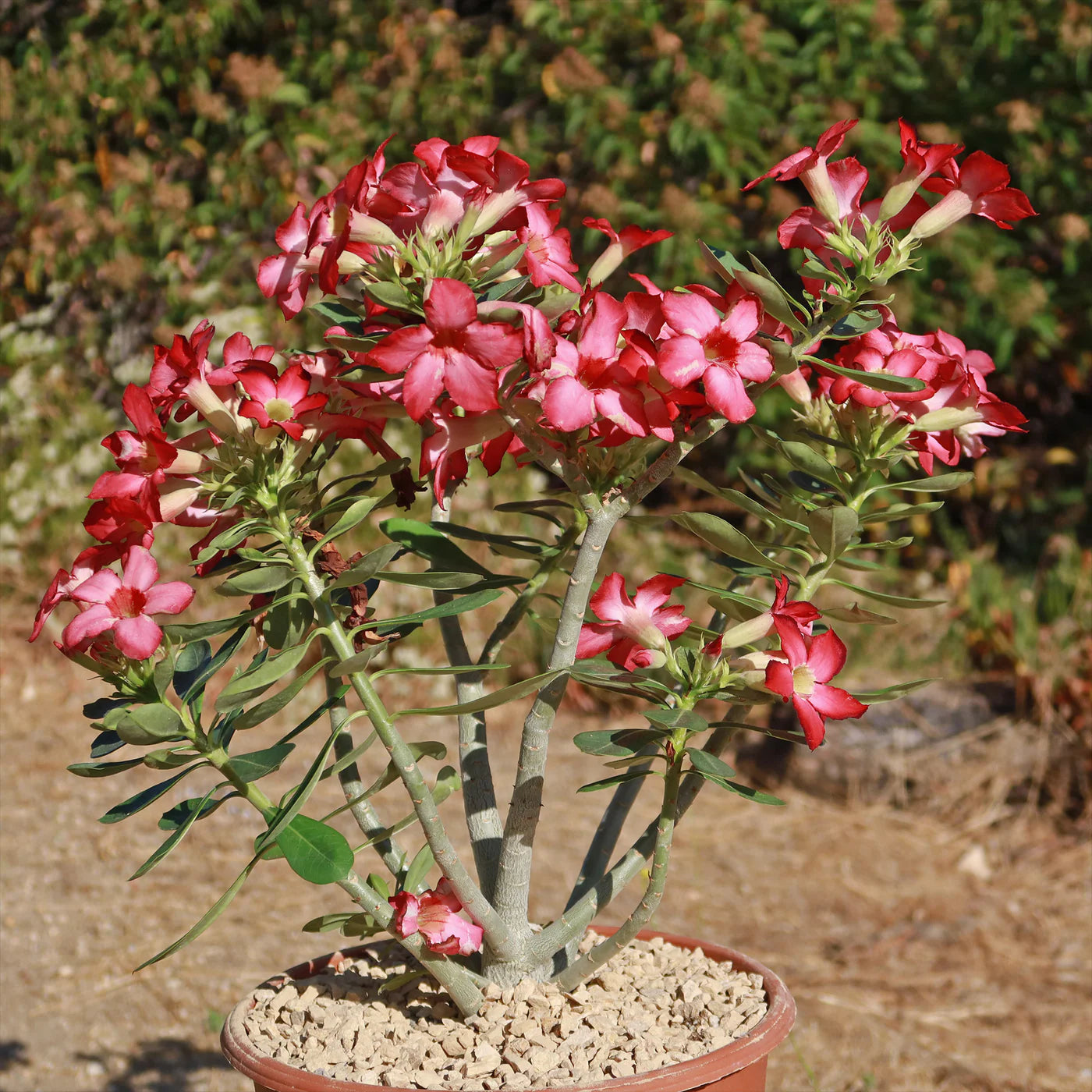 Desert Rose (Adenium obesum)